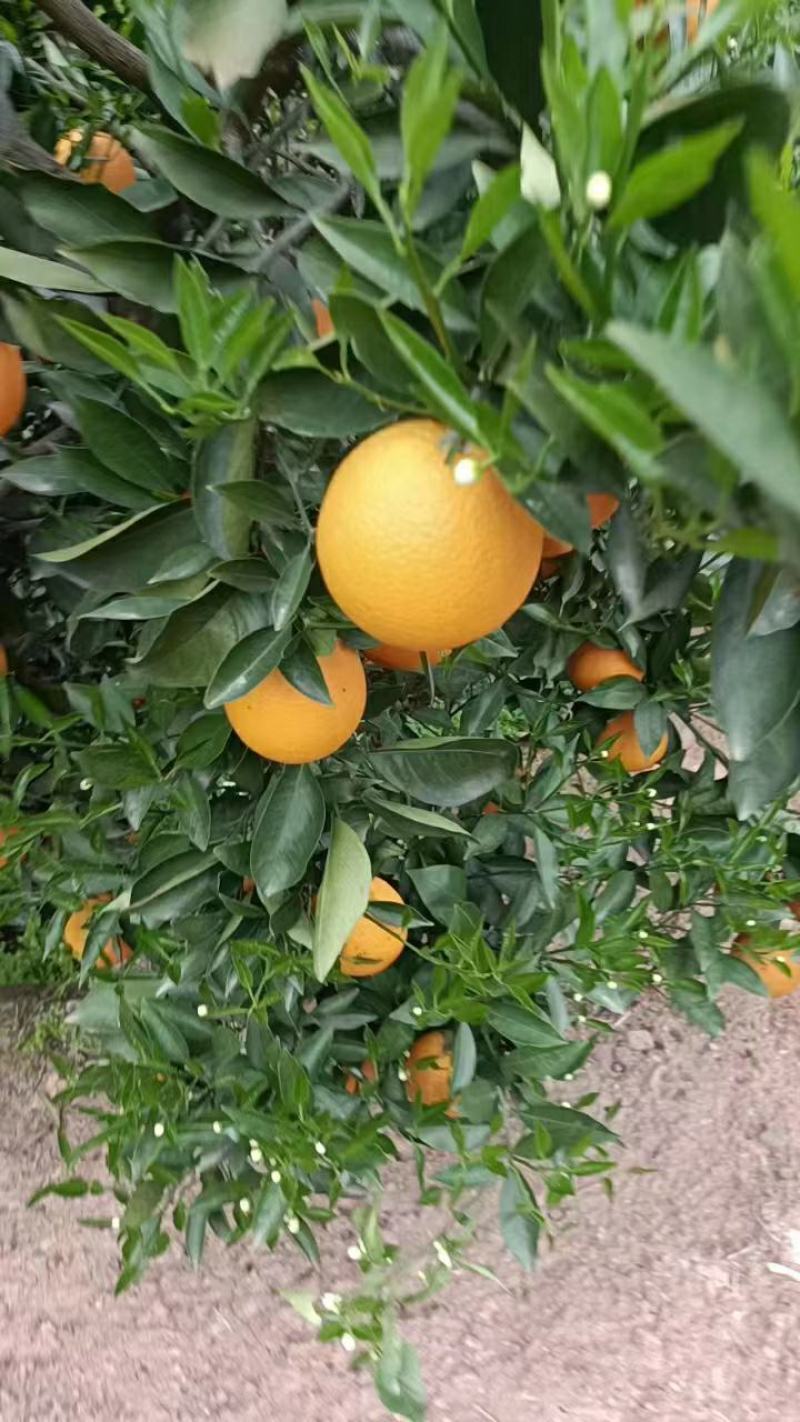 《夏橙》湖北夏橙/皮薄汁多/挂树鲜果/质优价廉对接全国