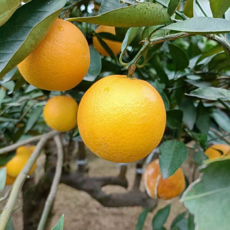 《夏橙》湖北夏橙/皮薄汁多/挂树鲜果/质优价廉对接全国