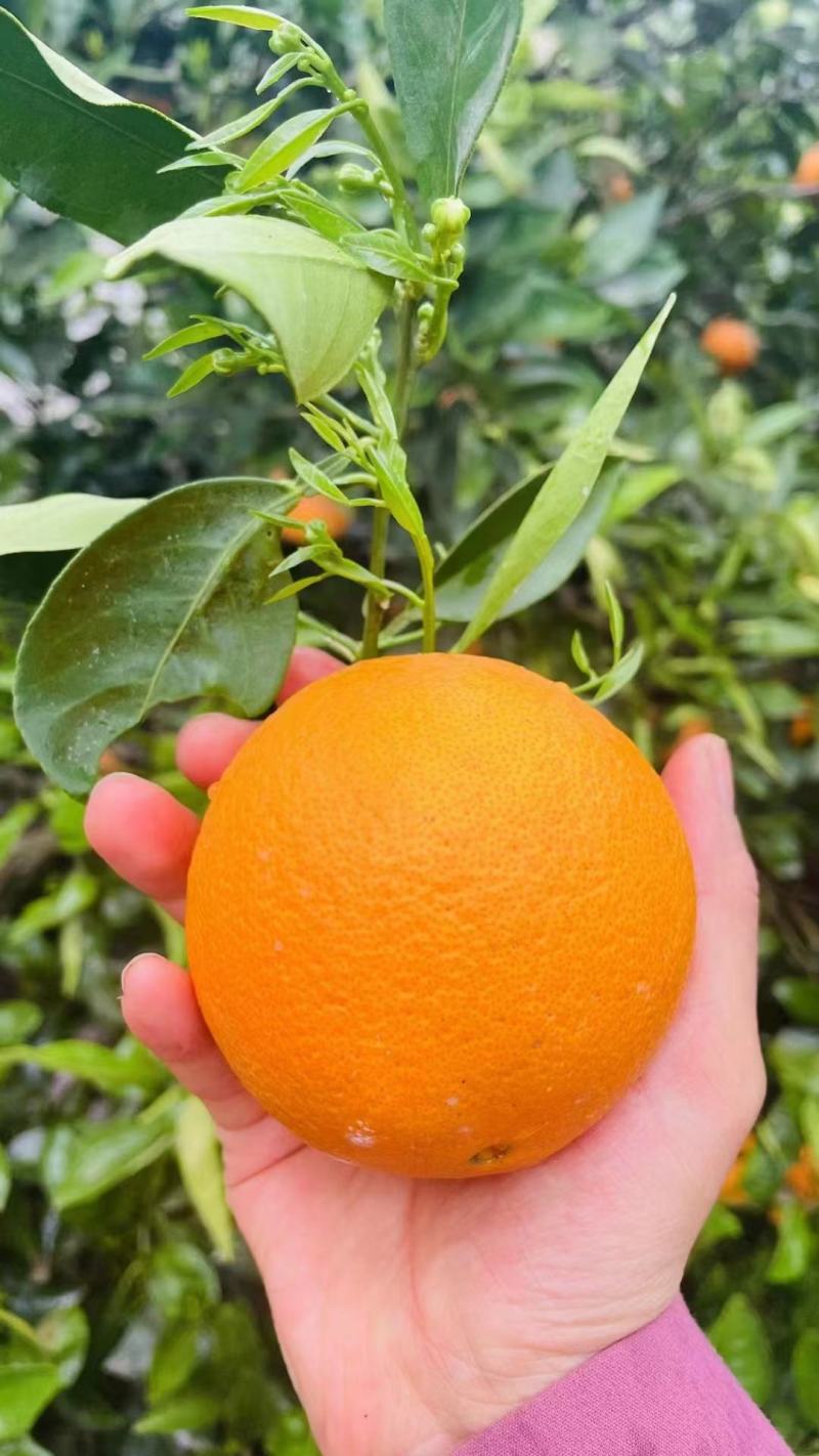 《夏橙》湖北夏橙/皮薄汁多/挂树鲜果/质优价廉对接全国