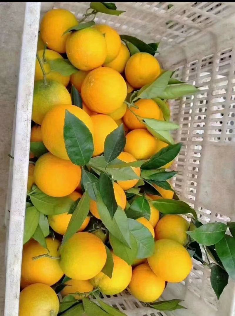 《夏橙》湖北夏橙/皮薄汁多/挂树鲜果/质优价廉对接全国