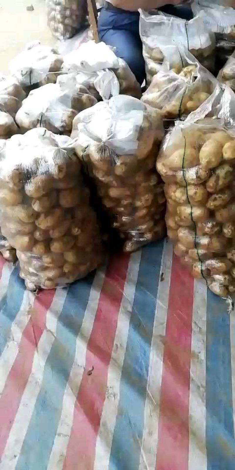 兴佳2号，沃土土豆！每天十万斤！质量好！数量有保证！
