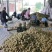 兴佳2号，沃土土豆！每天十万斤！质量好！数量有保证！