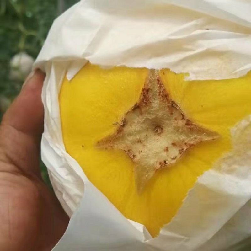 久红瑞甜瓜赶集货，3到7斤，少许轻微干裂，全网文瓜