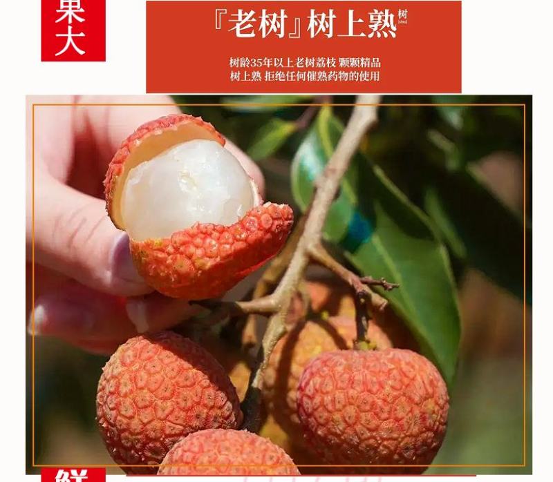 广东高州妃子笑荔枝广东省内包邮