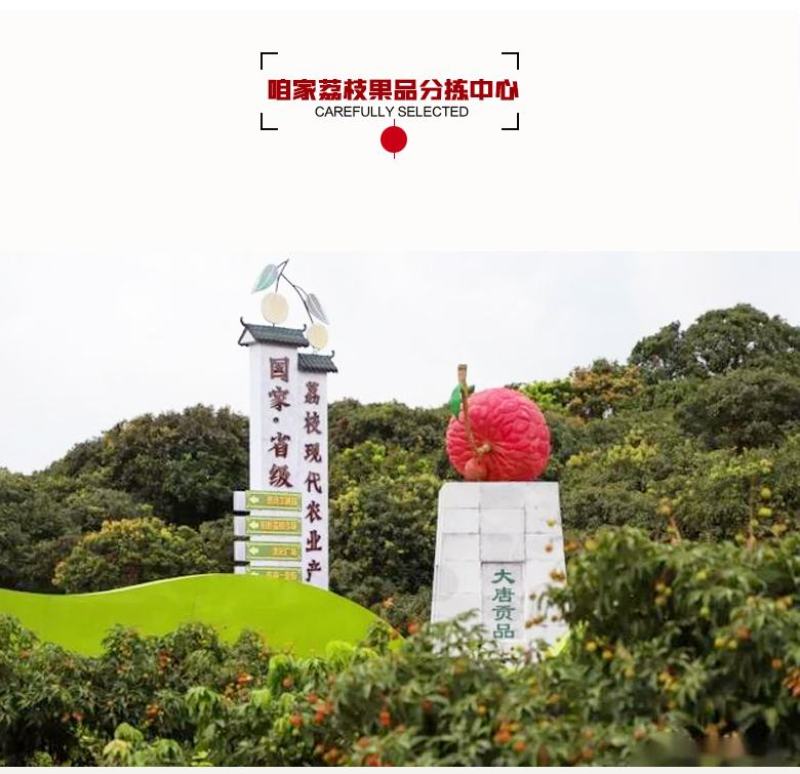 广东高州妃子笑荔枝广东省内包邮