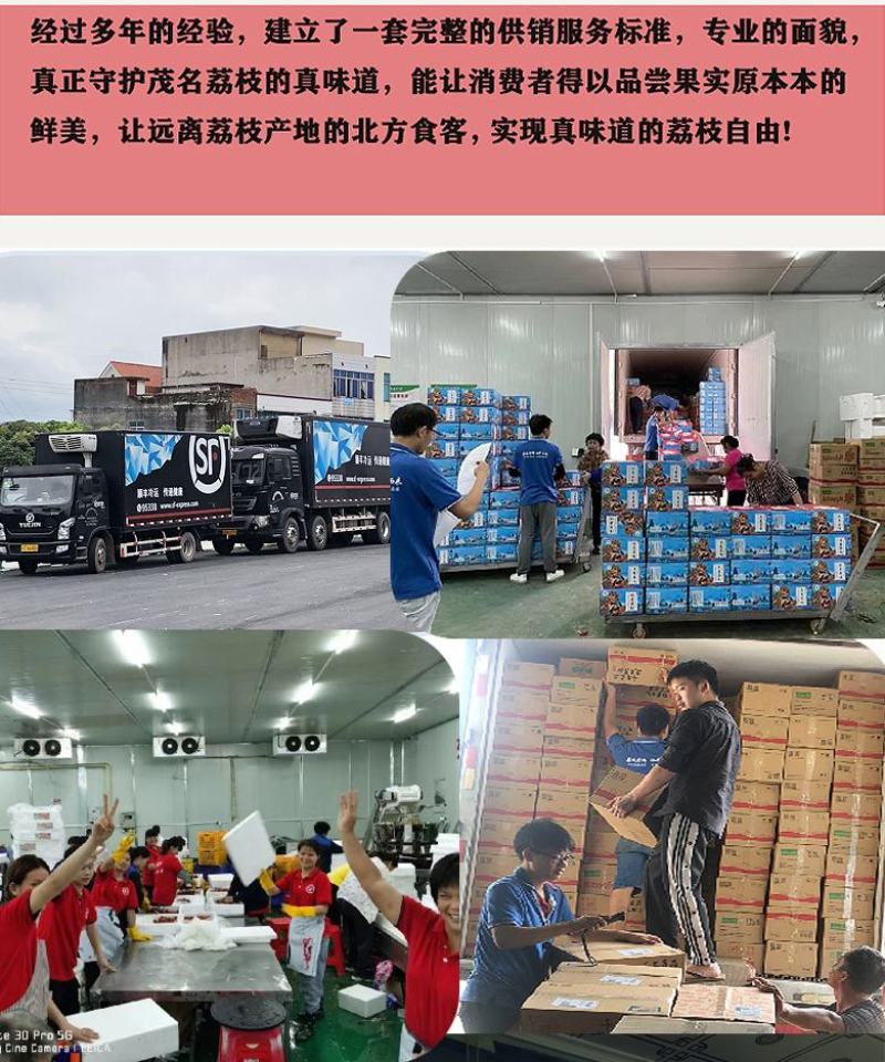 广东高州妃子笑荔枝广东省内包邮