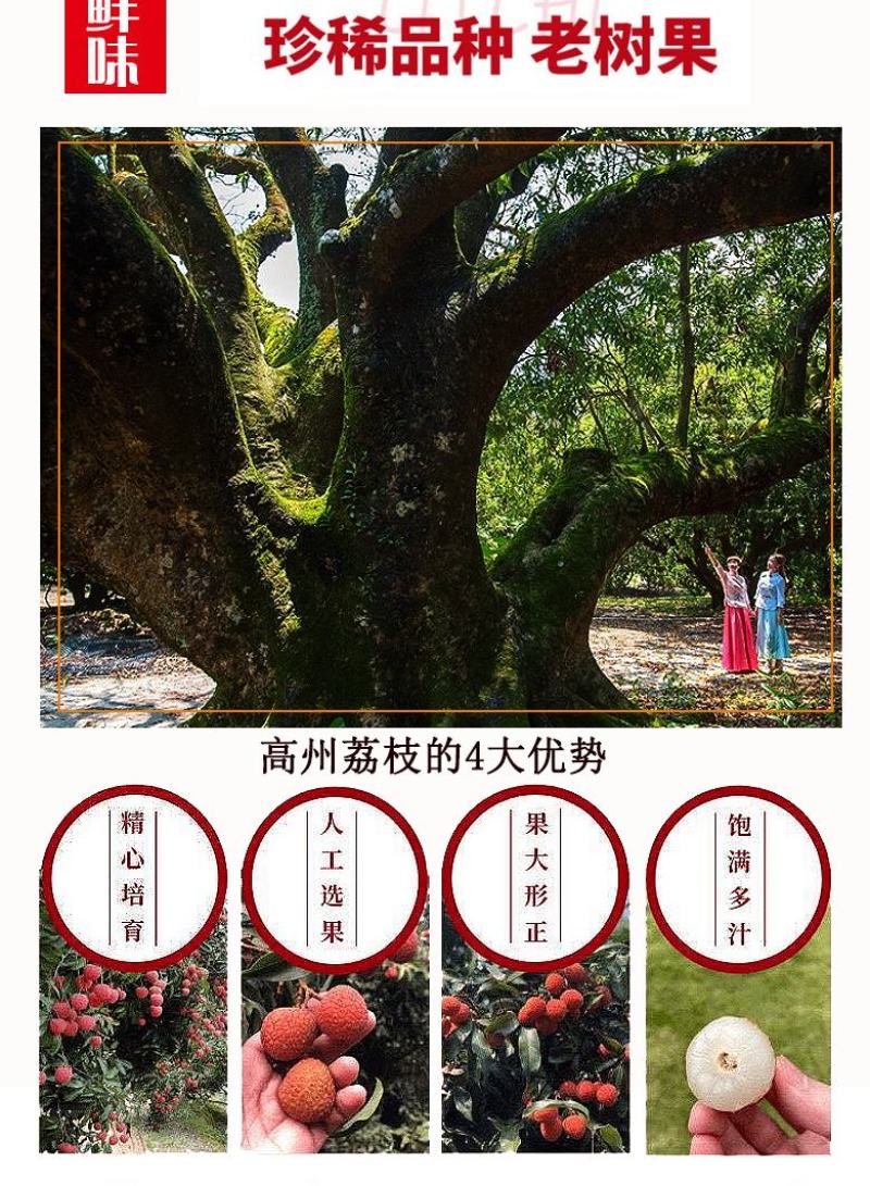 广东高州妃子笑荔枝广东省内包邮
