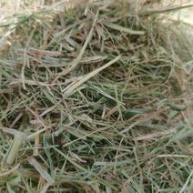新芦苇草（青干草蛋白含量高）