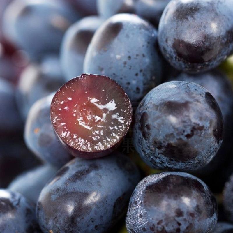 【精品】夏黑葡萄大量供应现摘现发货源充足全国代发