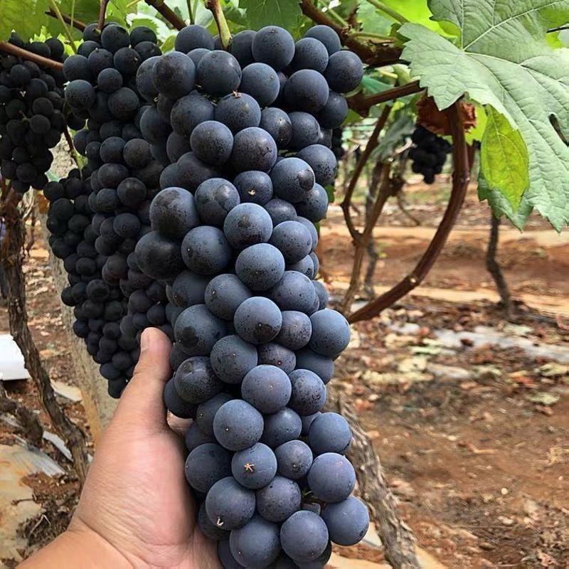 【精品】夏黑葡萄大量供应现摘现发货源充足全国代发