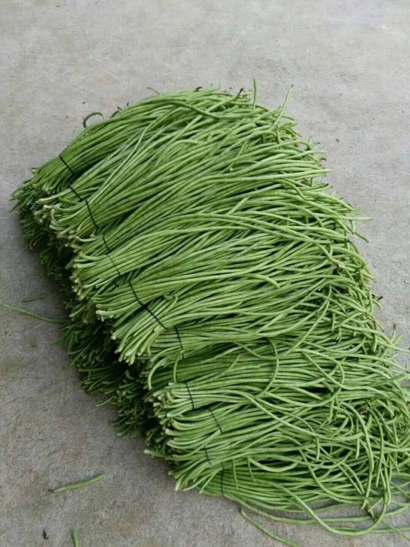 长豆角大量上市中！每天出货十万斤！跟客户需求，可加工分。