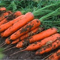 三红胡萝卜大量供应带土水洗均可加工包装上货快质优