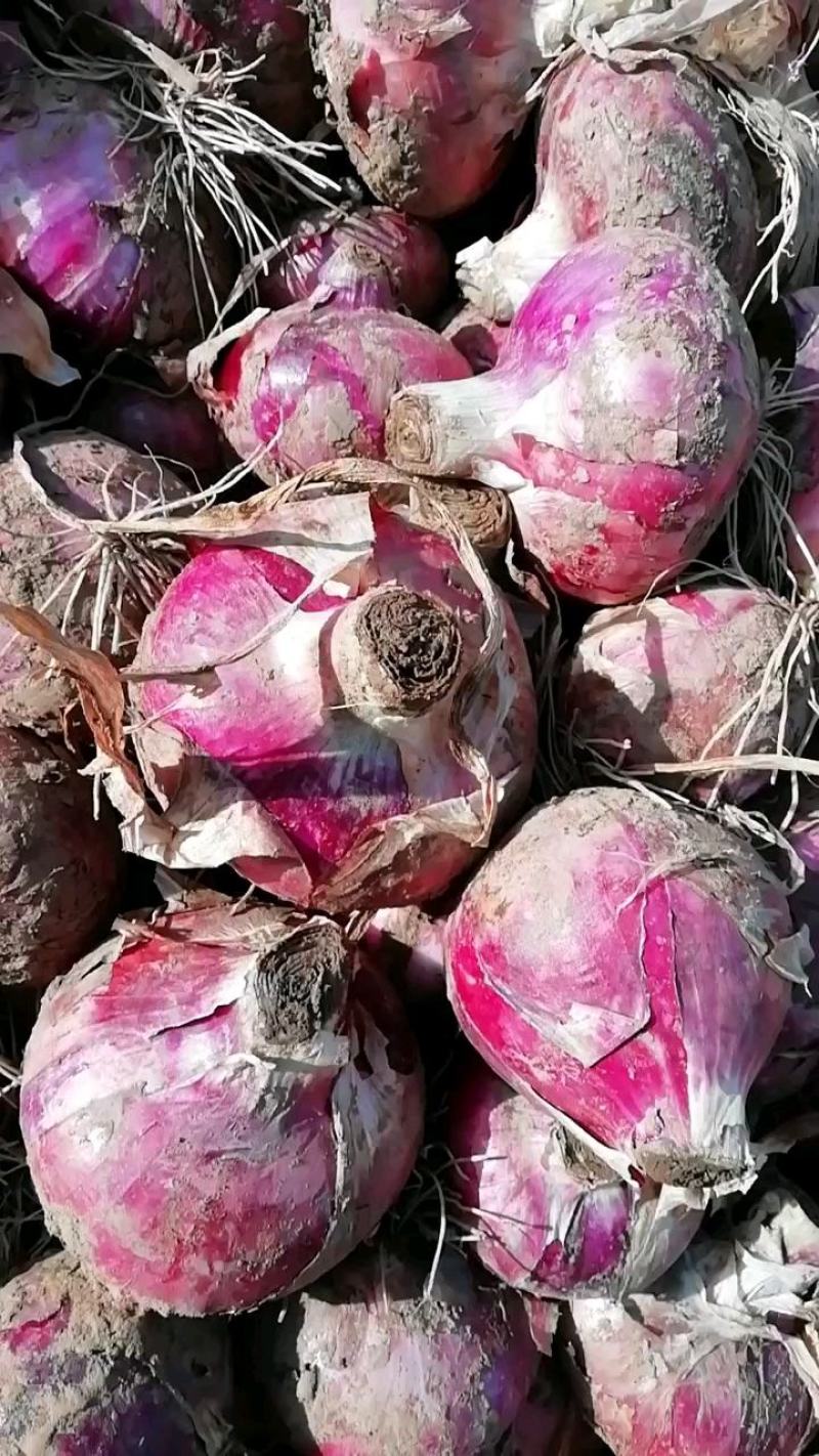 紫皮葱头，二红葱头，基地直供，一手货源，备有冷库，可储存