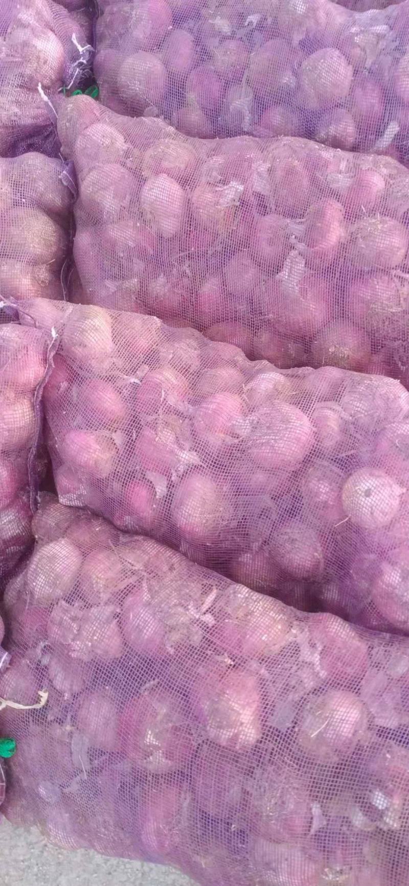 紫皮葱头，二红葱头，基地直供，一手货源，备有冷库，可储存