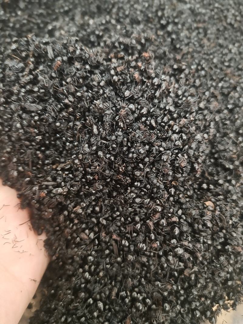 黑蚂蚁规格齐全拟黑多刺黑蚂蚁泡酒黑蚂蚁中药材