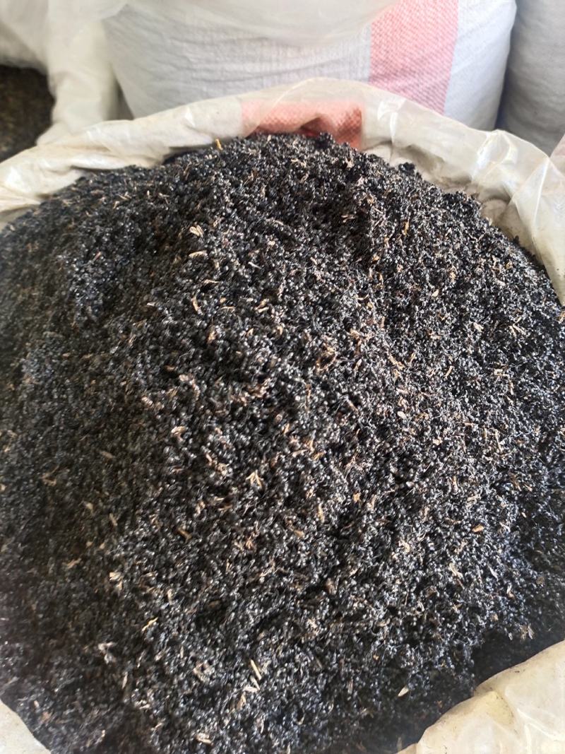 黑蚂蚁规格齐全拟黑多刺黑蚂蚁泡酒黑蚂蚁中药材