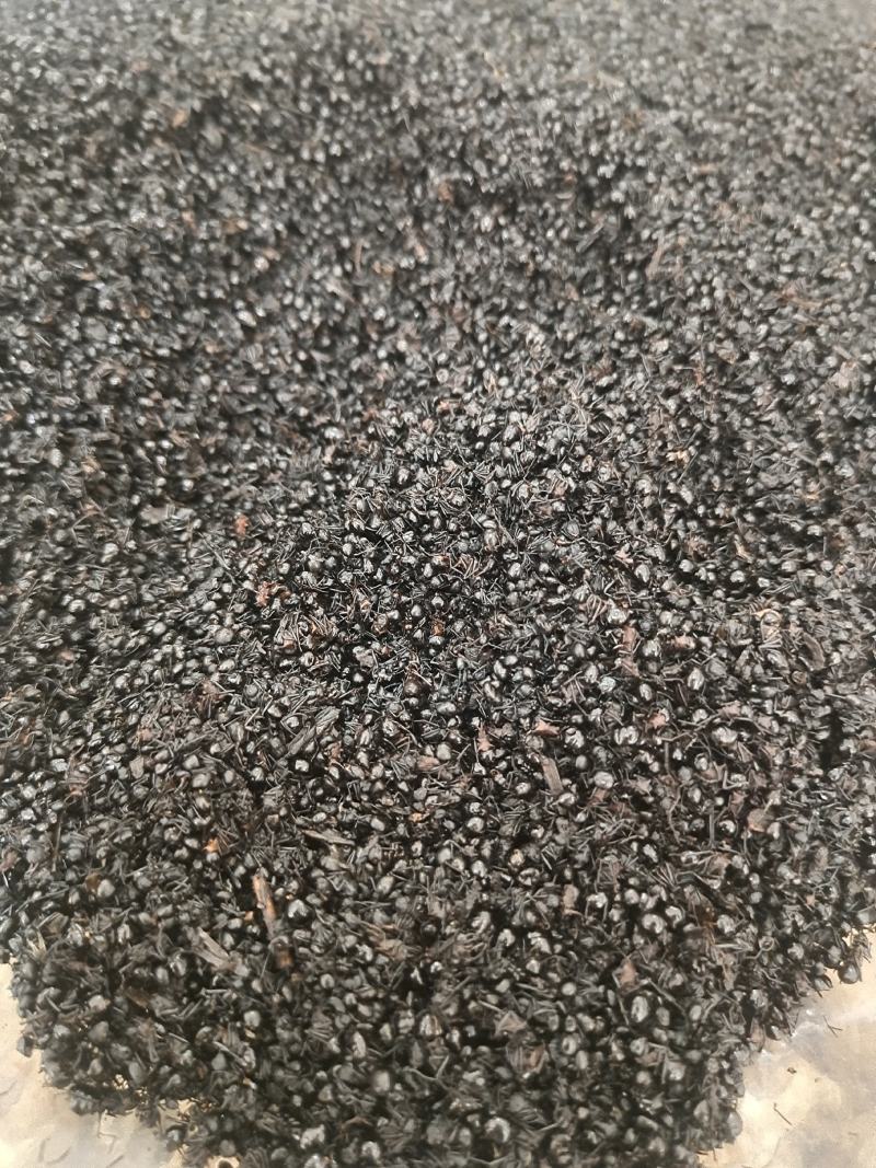 黑蚂蚁规格齐全拟黑多刺黑蚂蚁泡酒黑蚂蚁中药材