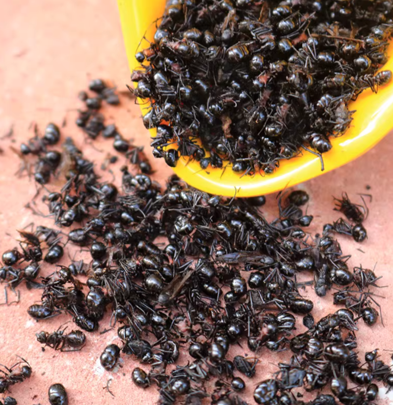 黑蚂蚁规格齐全拟黑多刺黑蚂蚁泡酒黑蚂蚁中药材