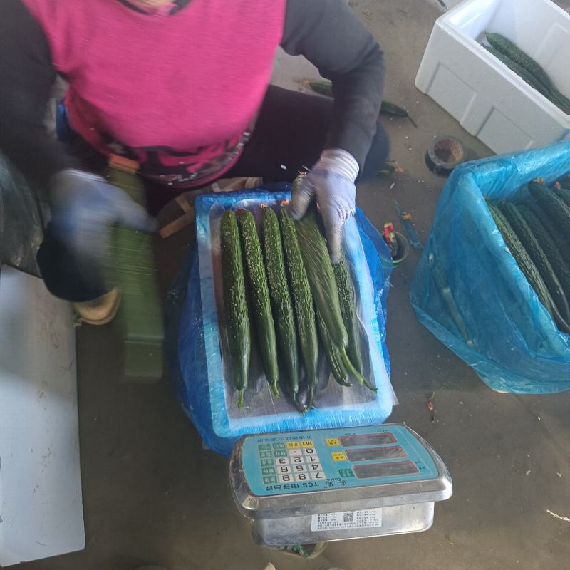 【实力供货】密刺黄瓜可对接商超市场团购量大从优可视频看货
