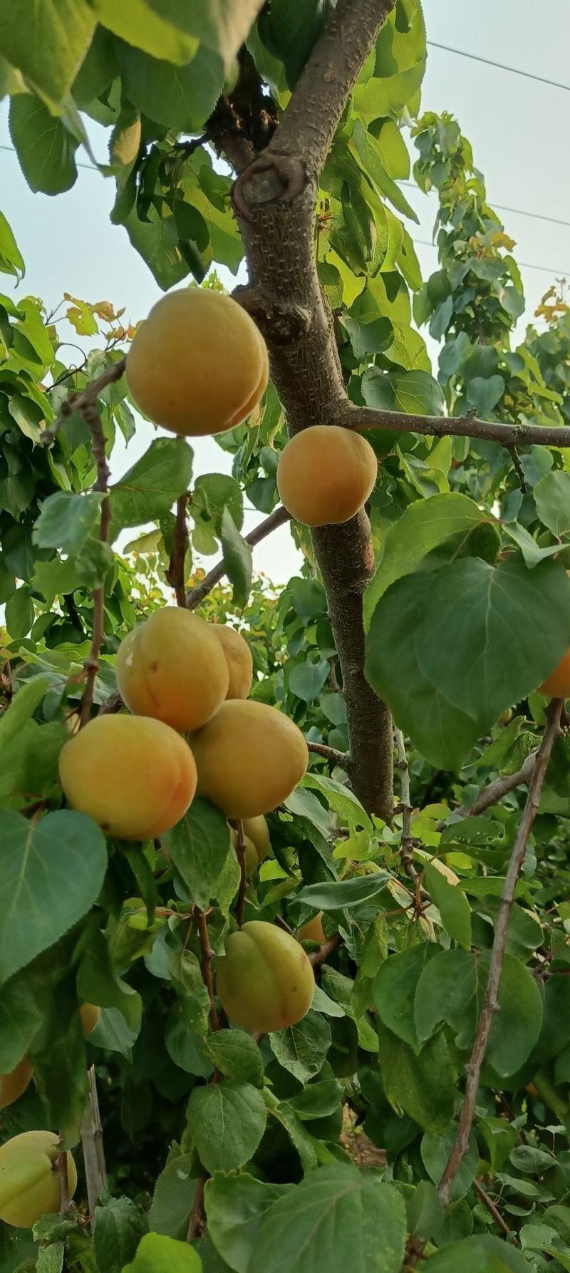 凯特杏50mm以上大量有货，质量好价格低