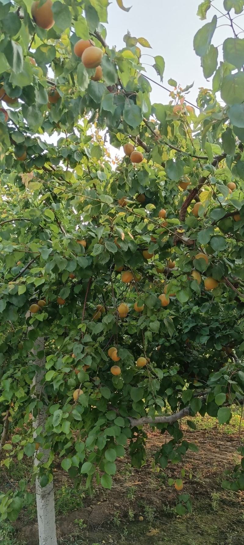 凯特杏50mm以上大量有货，质量好价格低