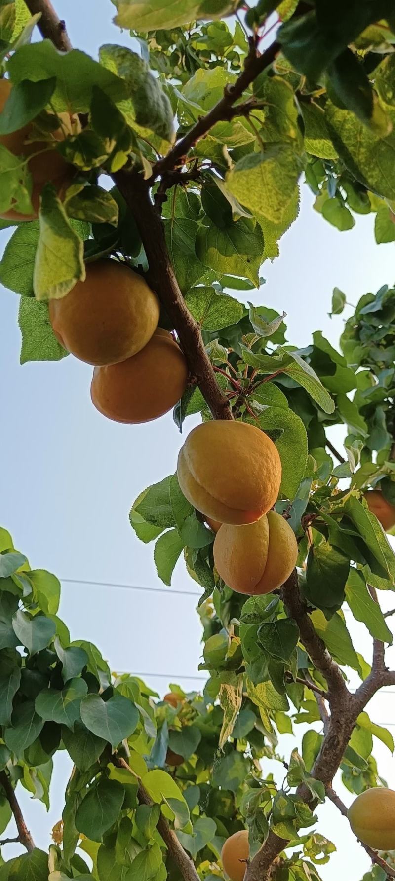 凯特杏50mm以上大量有货，质量好价格低