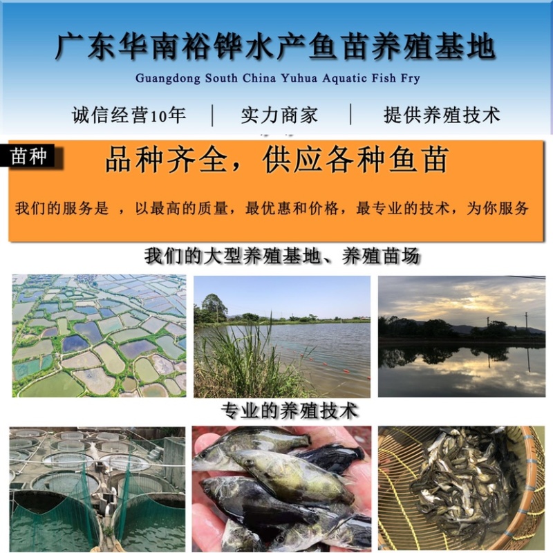 罗非鱼苗海南一号福寿鱼金凤鱼脆肉罗非苗特大海南种苗