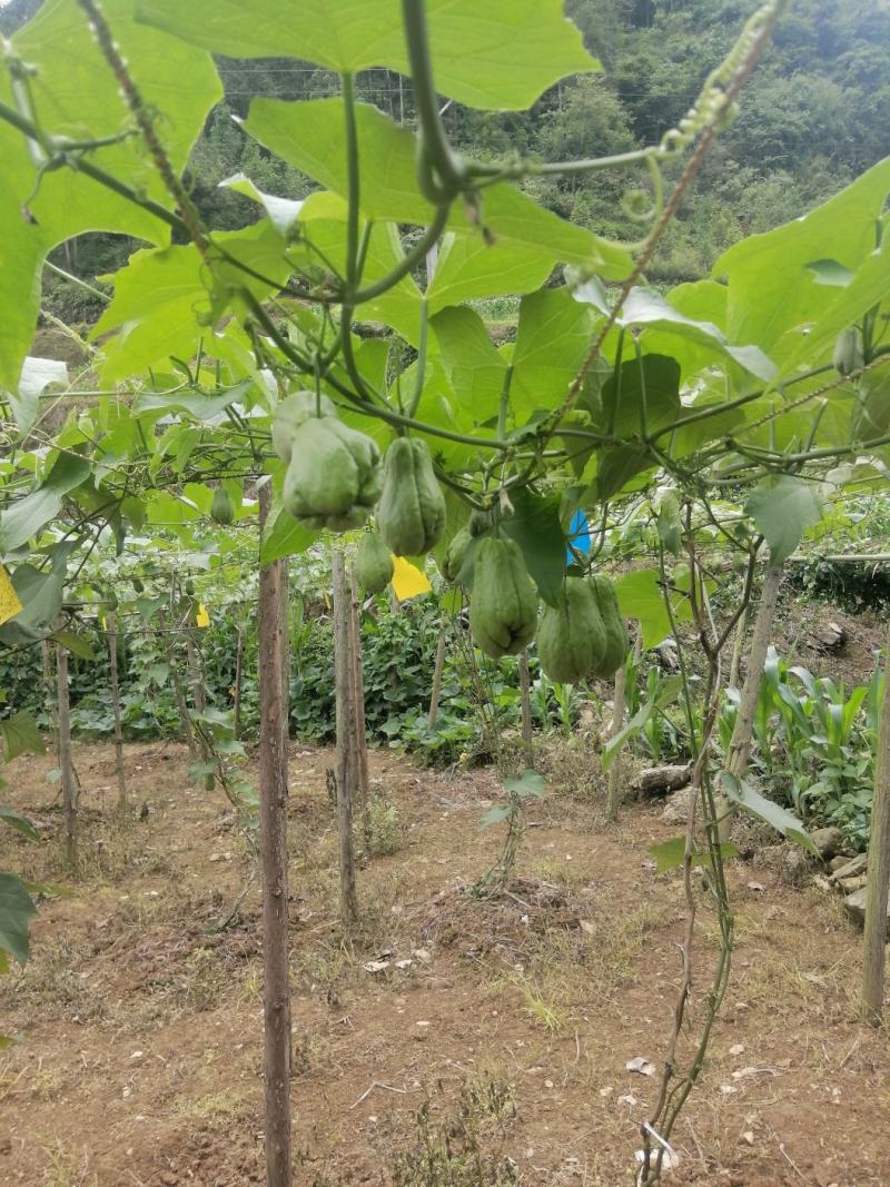 佛手瓜