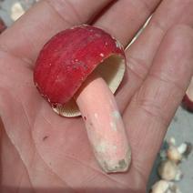野生小红菇，干红菌