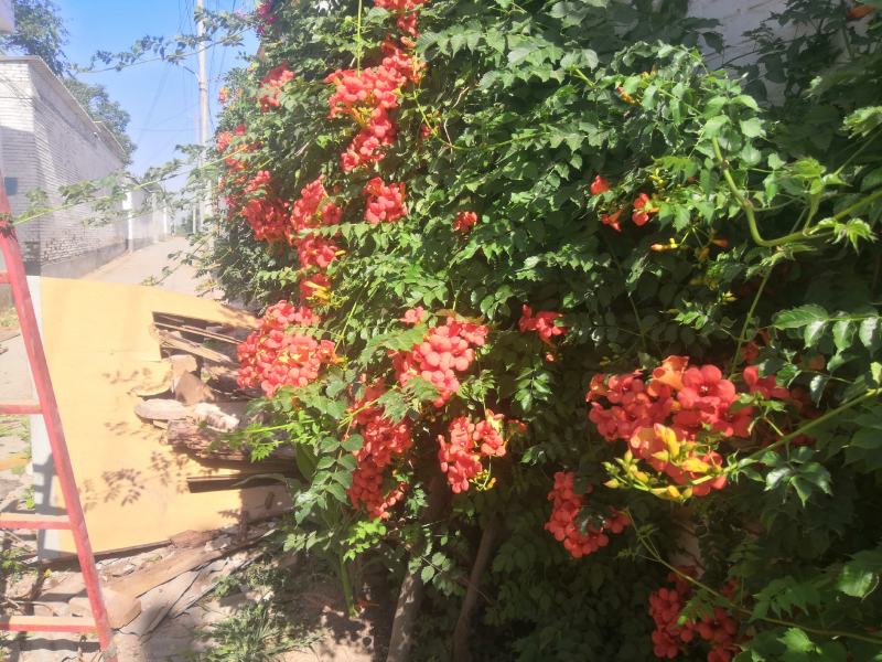 凌霄花，鲜摘带蕊凌霄花自然凉干，大限度保持药分