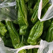 泡椒鲜辣椒薄皮椒青椒芜湖椒大量供应基地直发欢迎