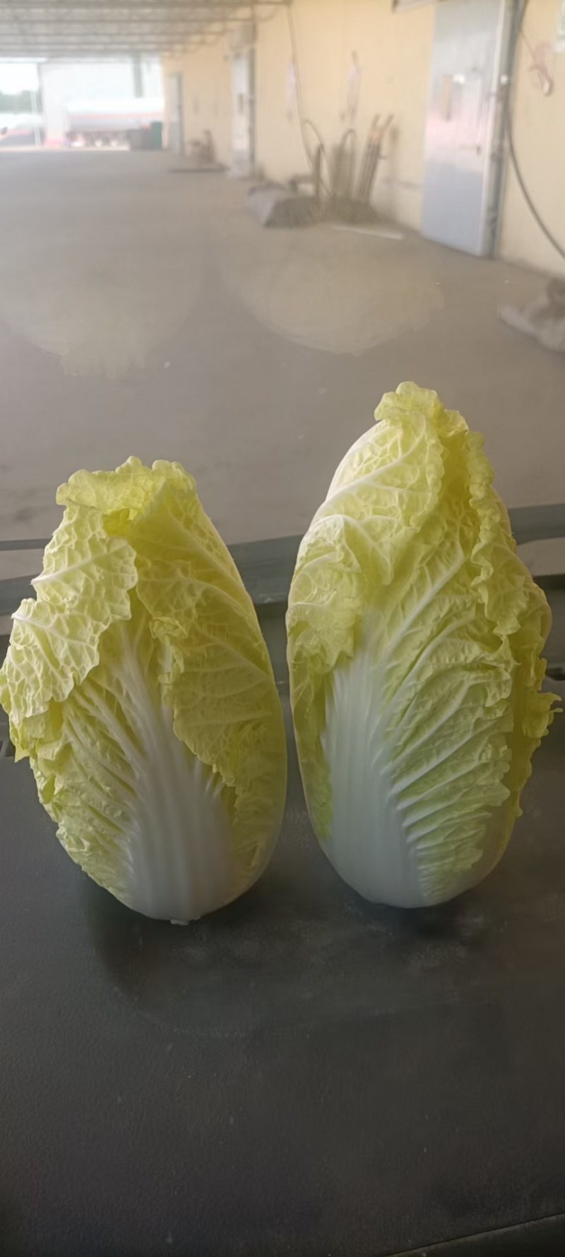 大娃娃菜