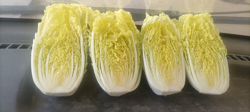 大娃娃菜