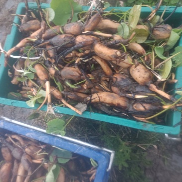 本地私人基地种植当年种植当年收粉糯香型煲汤莲藕种苗