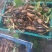 本地私人基地种植当年种植当年收粉糯香型煲汤莲藕种苗