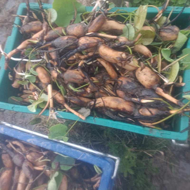 本地私人基地种植当年种植当年收粉糯香型煲汤莲藕种苗