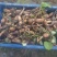 本地私人基地种植当年种植当年收粉糯香型煲汤莲藕种苗