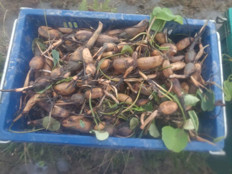 本地私人基地种植当年种植当年收粉糯香型煲汤莲藕种苗