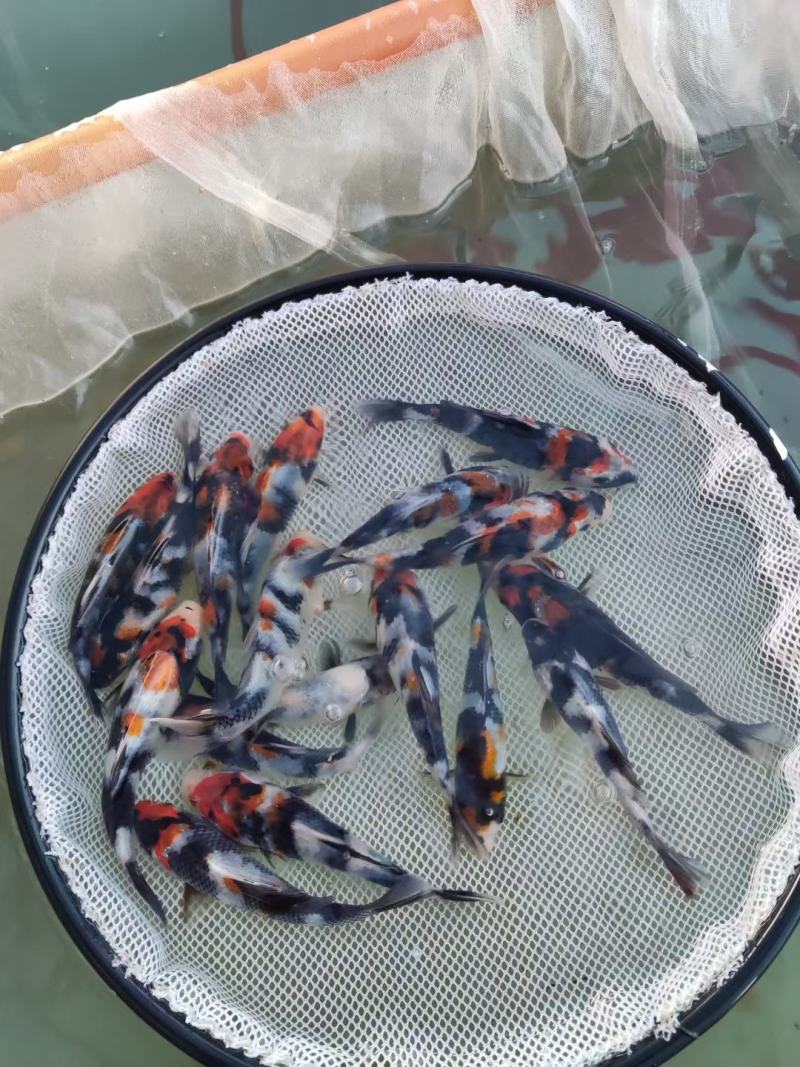 【锦鲤鱼苗】日本锦鲤鱼苗/大正/昭和/红白/蝴蝶寸苗水花