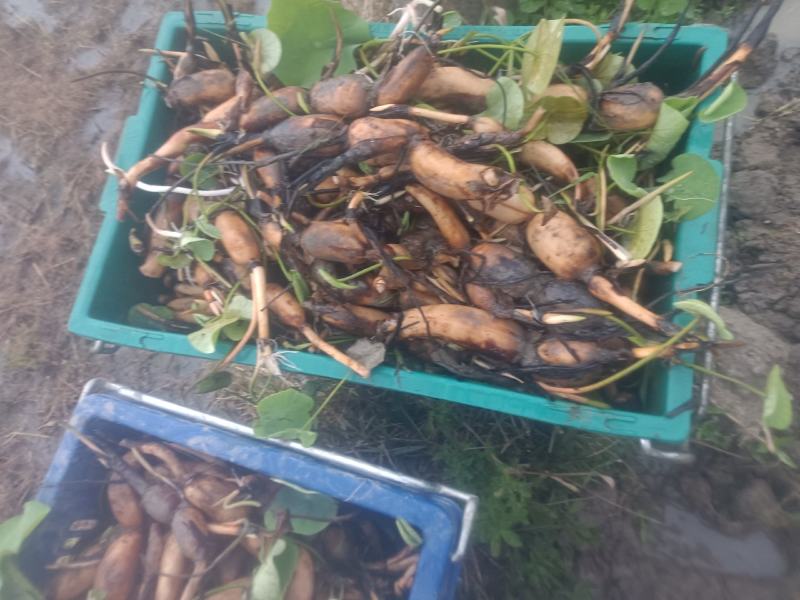 本地私人基地种植当年种植当年收粉糯香型煲汤莲藕种苗