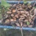 本地私人基地种植当年种植当年收粉糯香型煲汤莲藕种苗