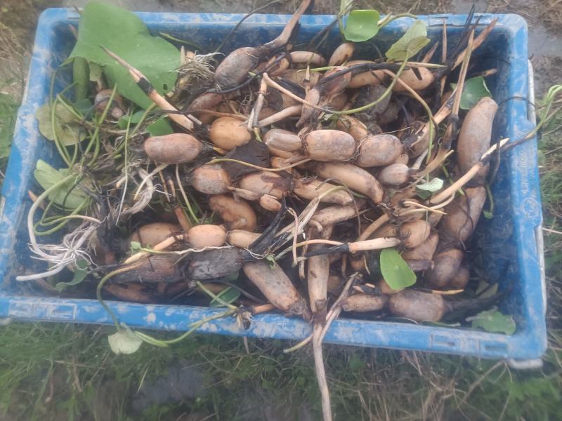 本地私人基地种植当年种植当年收粉糯香型煲汤莲藕种苗