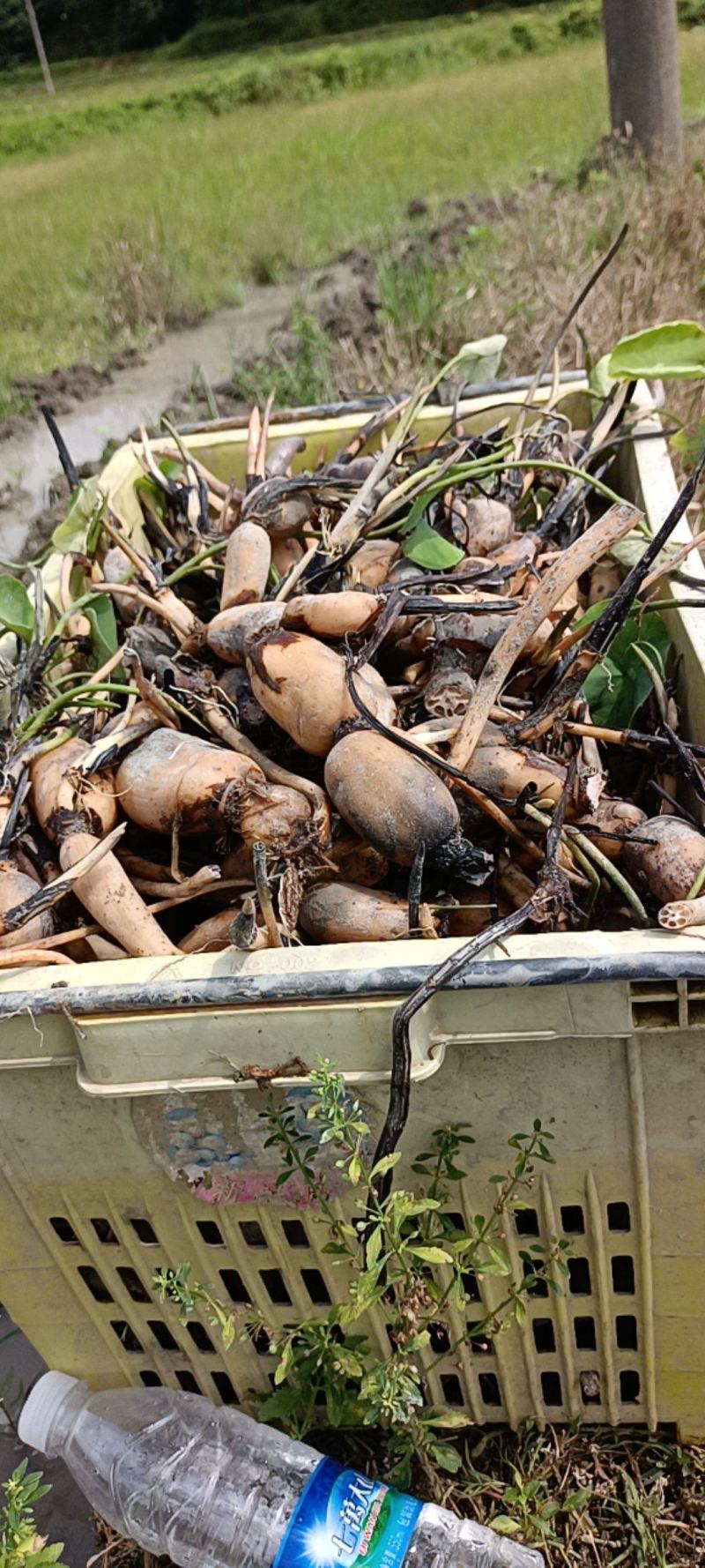 本地私人基地种植当年种植当年收粉糯香型煲汤莲藕种苗