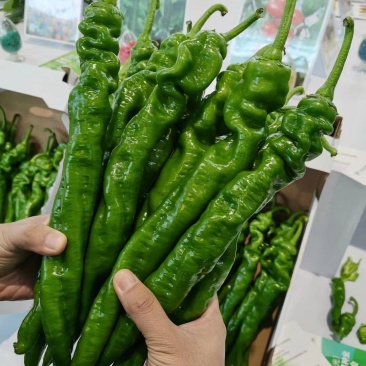 拱棚螺丝椒辣椒基地，
