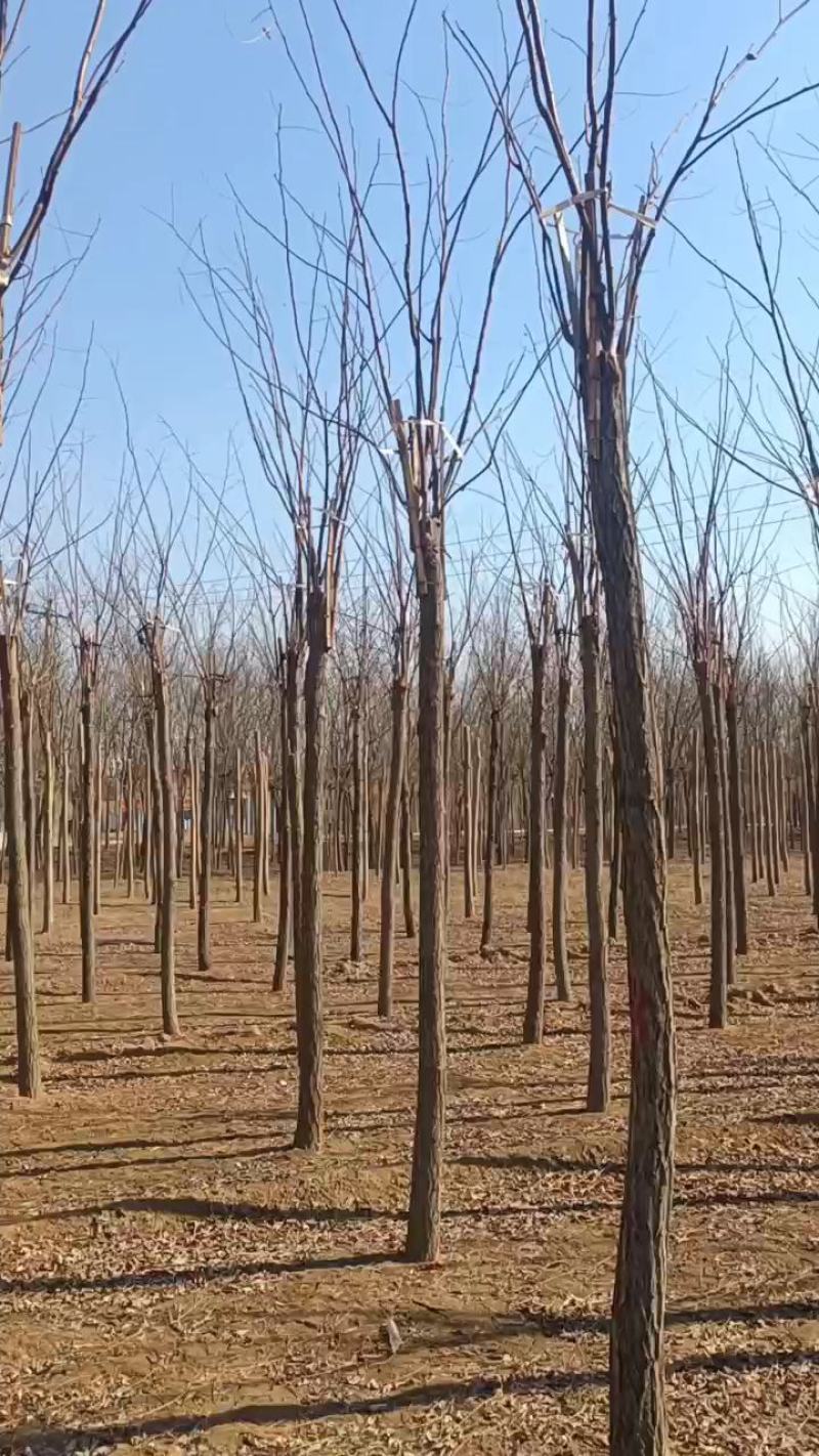 香花槐