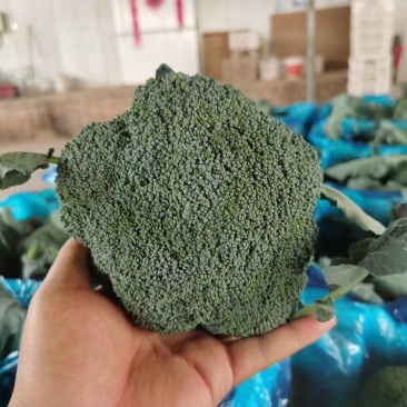 西兰花大量上市，可加冰