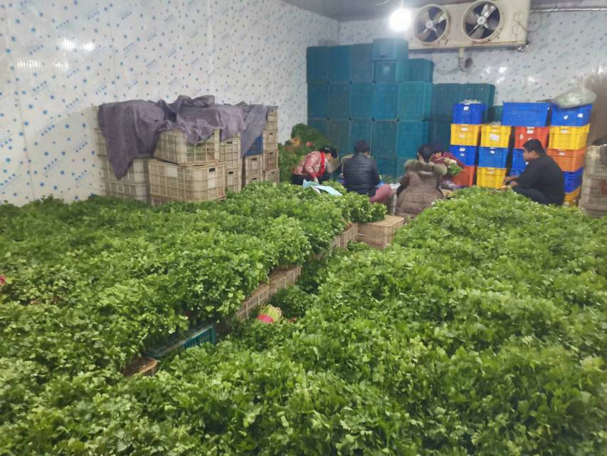 图示:农户在田间进行机械化收割(小型自走式香菜收割机),刀片高度精确调至2.0 cm;右侧为分级台,工人手持电子秤称重(单捆净重500 g),并目测检查叶片完整度与色泽;背景冷库门开启,显示内部温度0.8℃。 大叶香菜采收与初加工场景