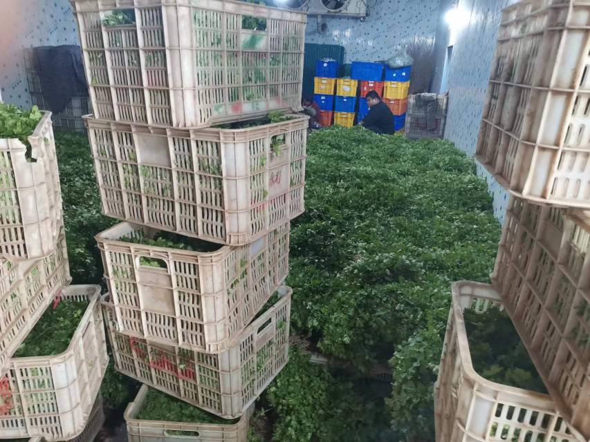 香菜市场价格走势图表