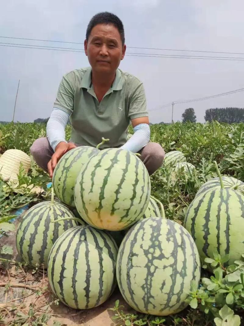 美佳二号西瓜种子抗病抗烈果肉大红瓤含糖量高厂农户假一赔十