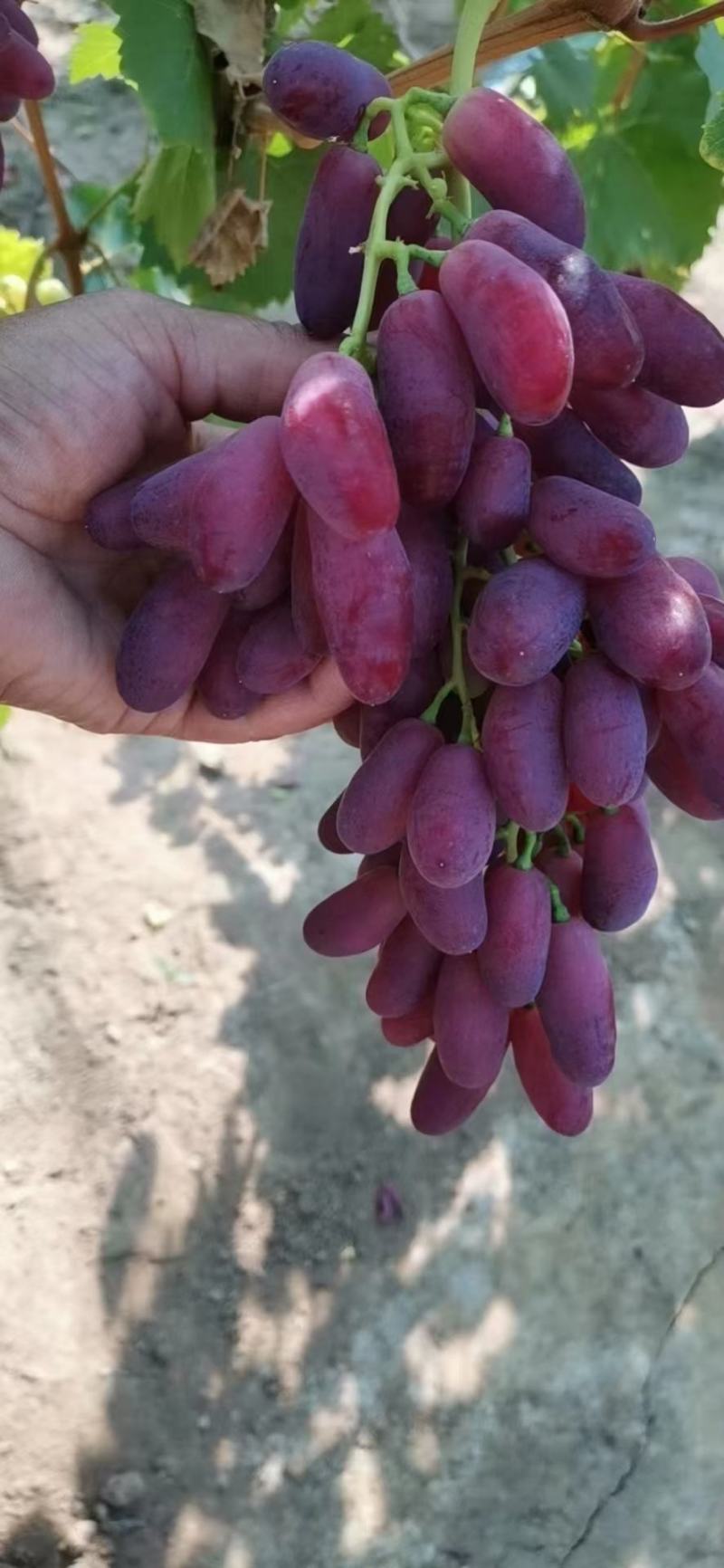【推荐】辽南精品沙尔葡萄口感甜色泽鲜艳一手货源基地直发